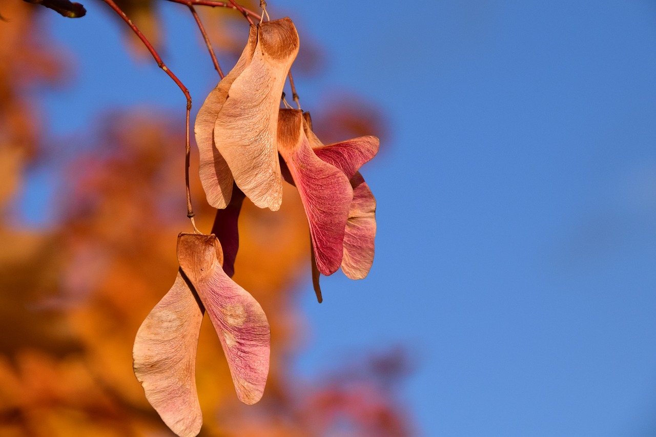 Image - maple seeds autumn golden close