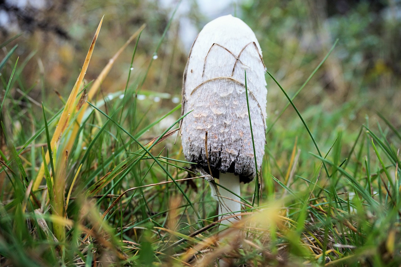 Image - mushroom forest autumn nature