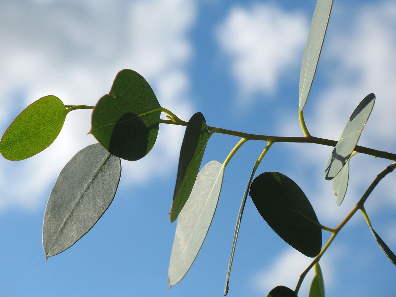 Image - leaf leaves branch sky blue green