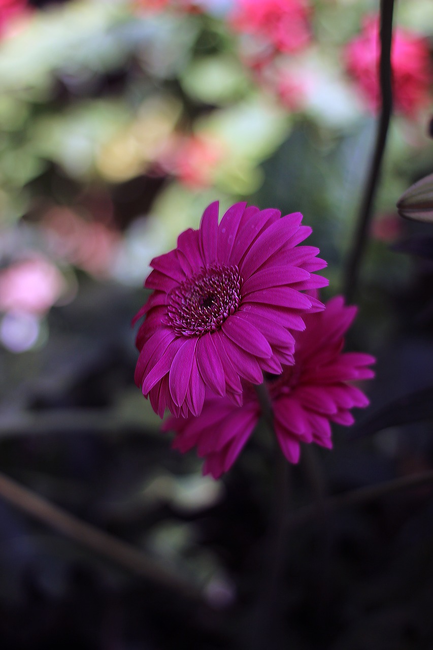 Image - flower pink spring free image