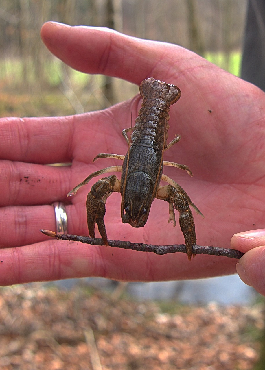 Image - crayfish animal cancer water river