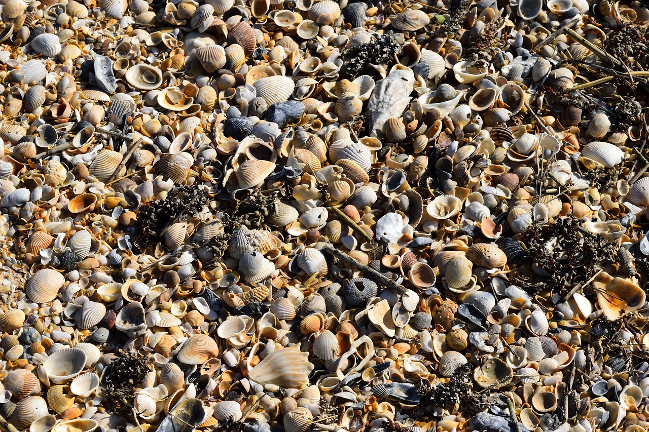 Image - beach shells background backdrop