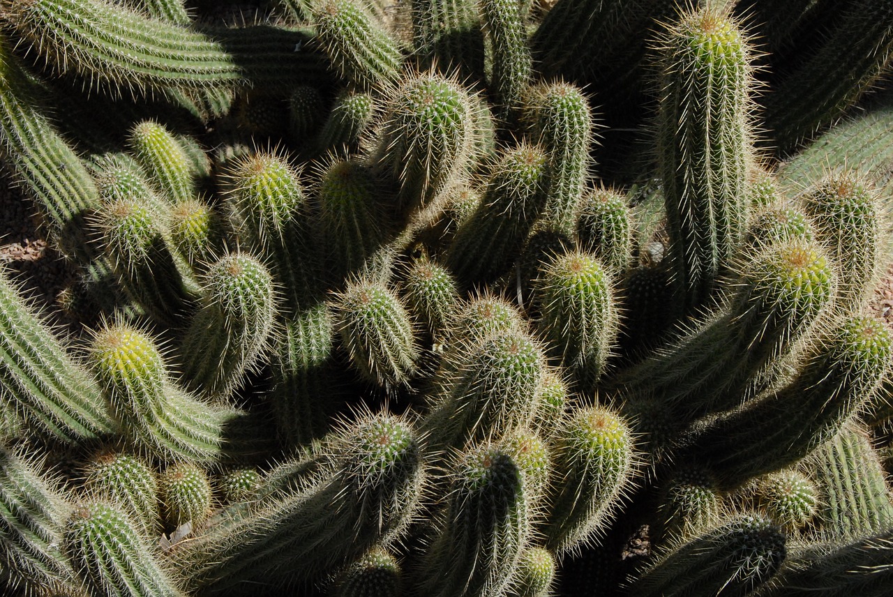 Image - cactus botany quills thorns plant