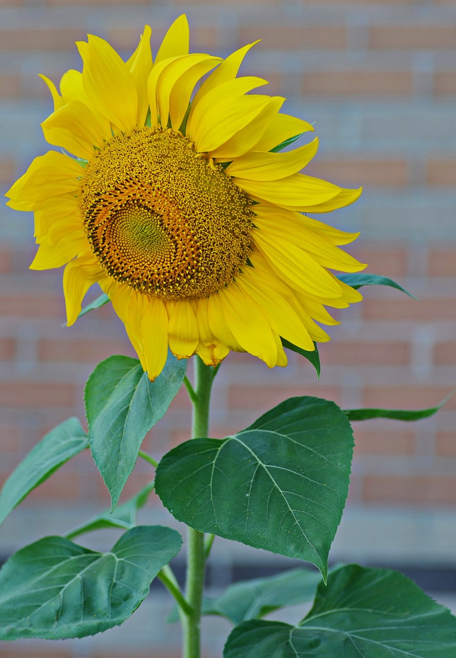 Image - sunflower summer yellow sunlight