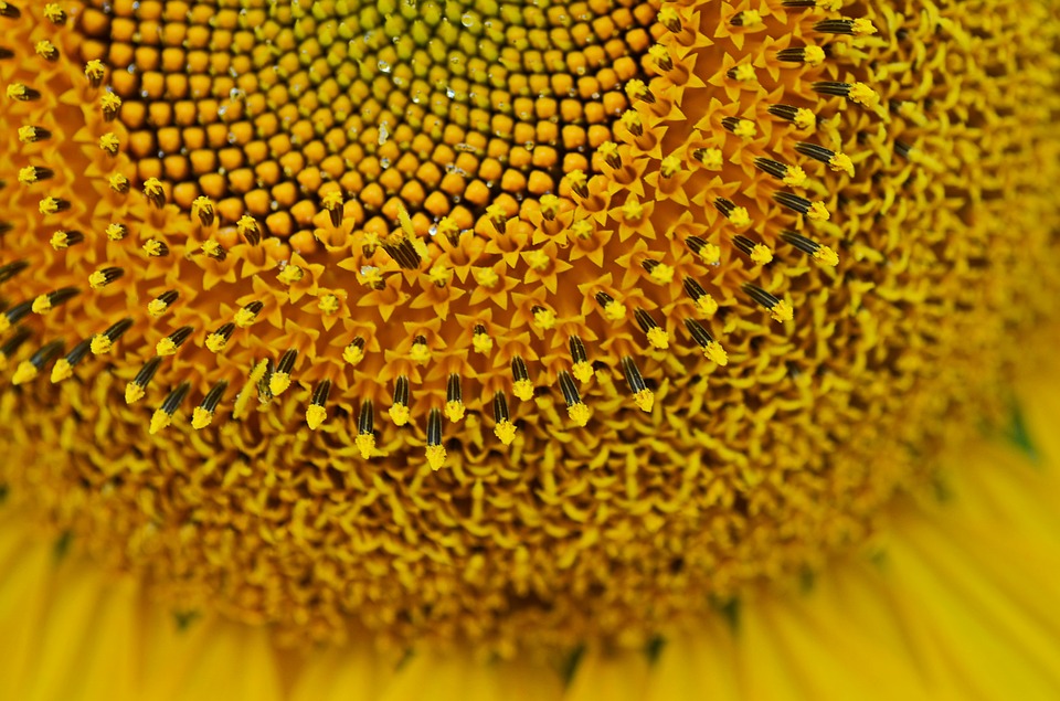 Image - summer sunflower sunny season