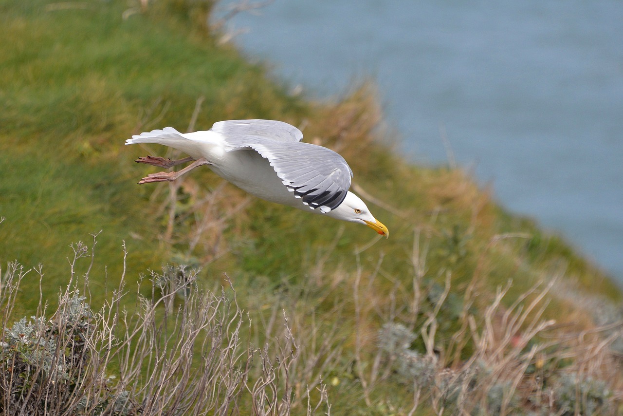 Image - gull flight sea bird normandy