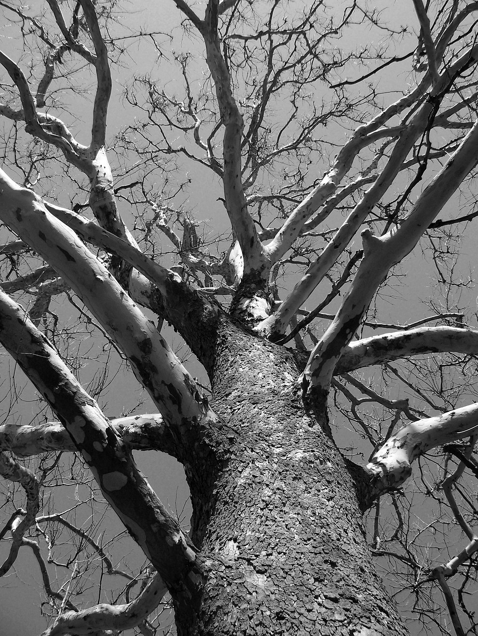 Image - tree dead winter branches aged