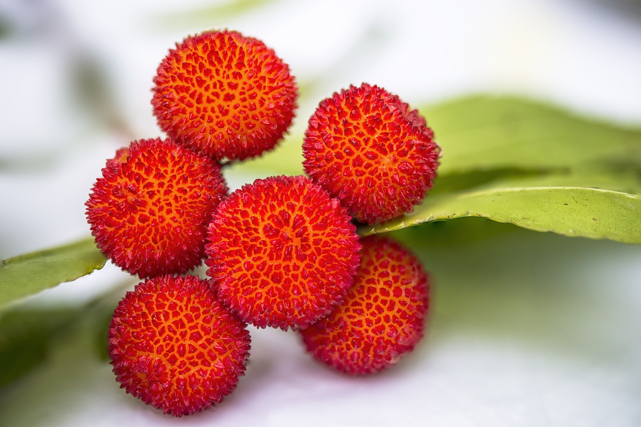 Image - arbutus fruit edible vitamins red