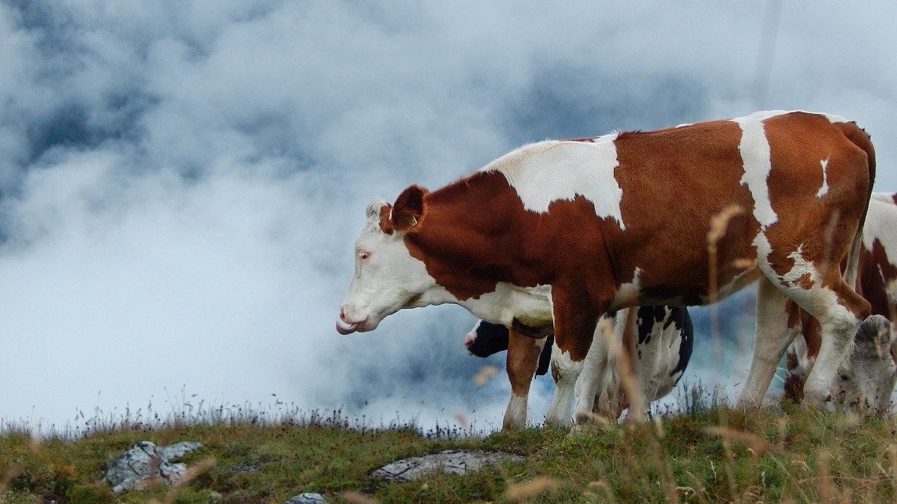 Image - cow the language of the cattle