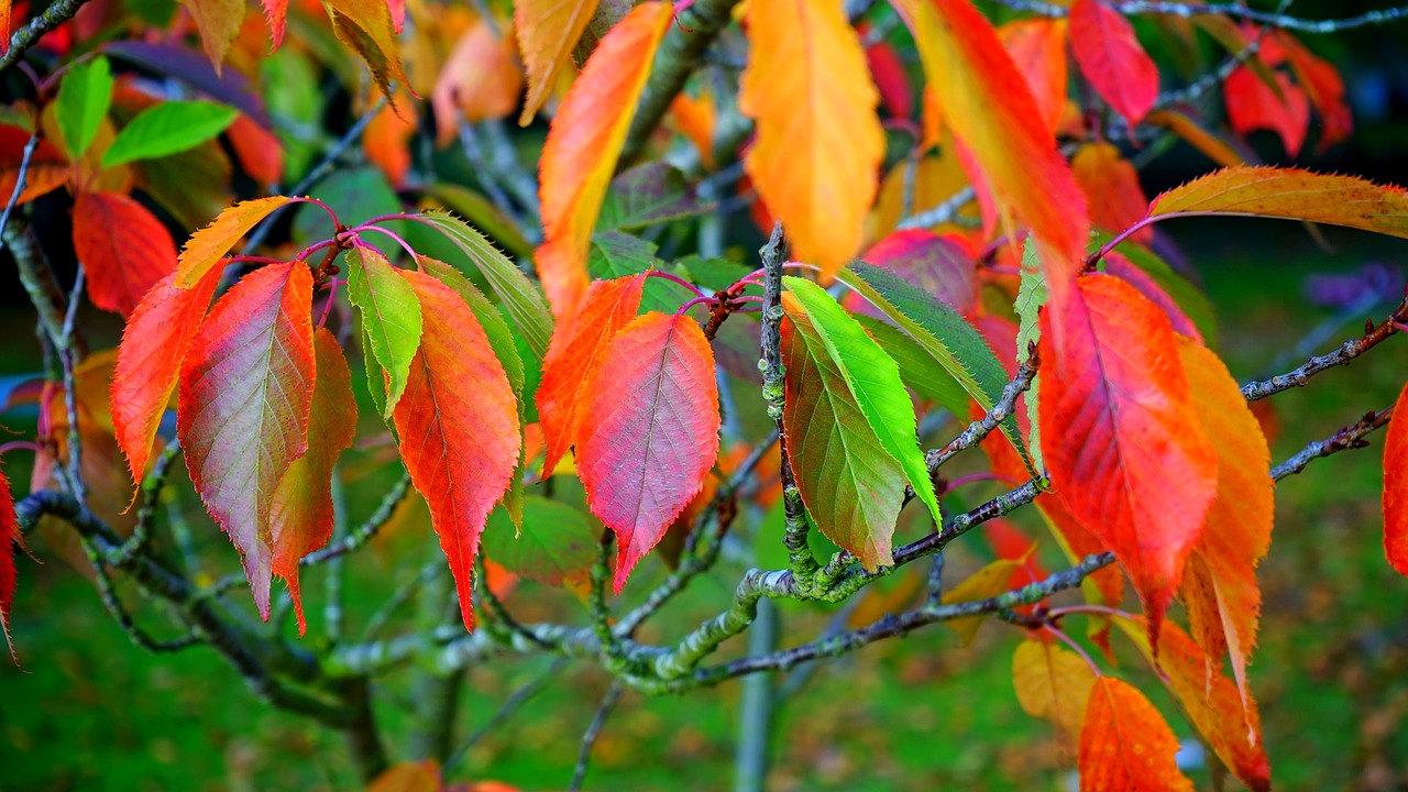 Image - leaves red autumn fall leaf