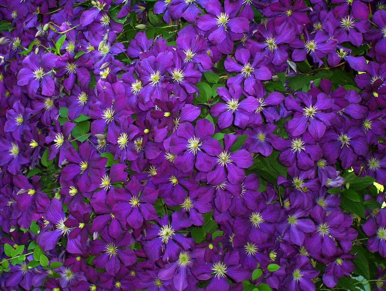 Image - clematis flowers violet purple