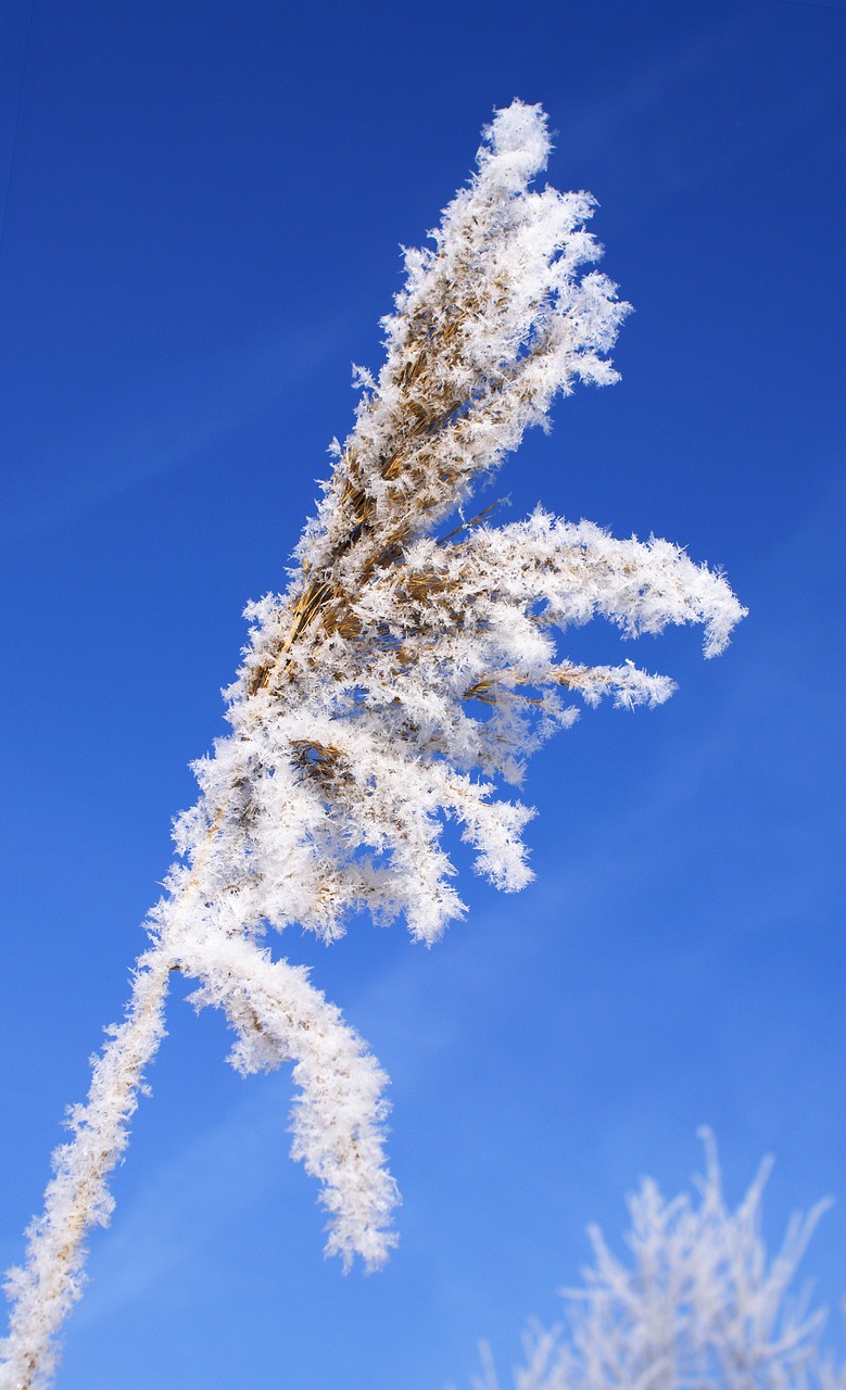 Image - leann blade of grass winter frost