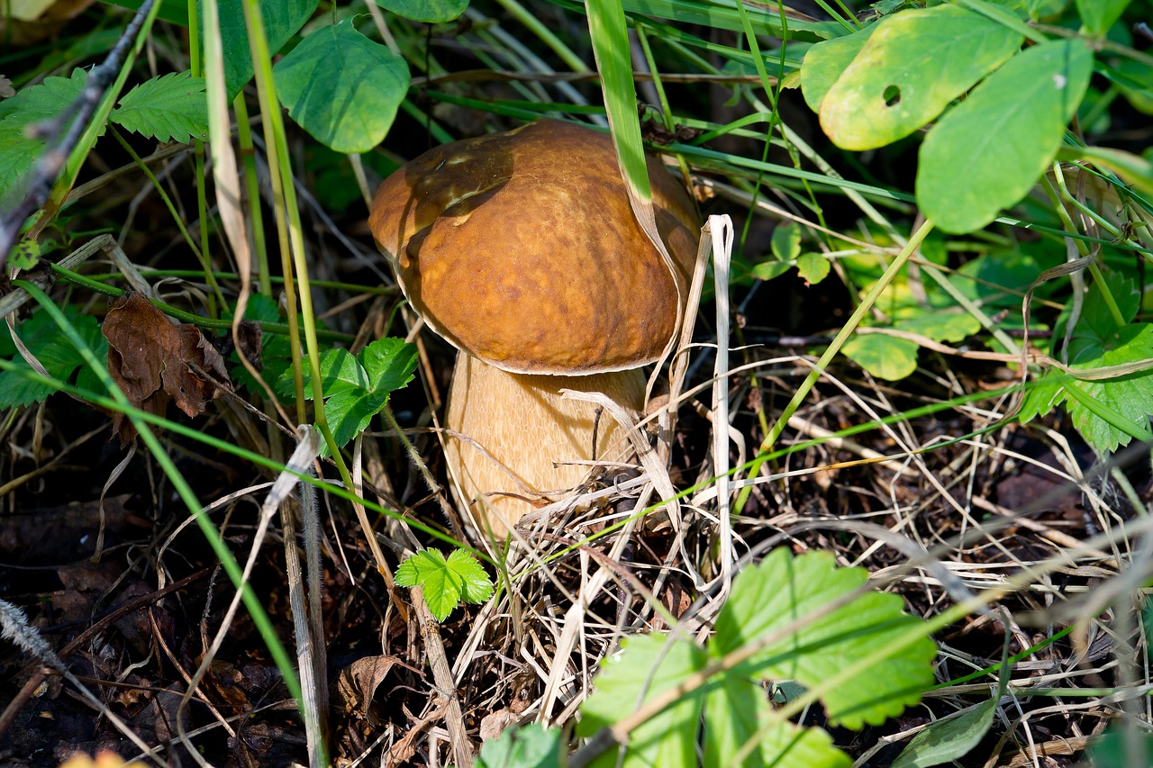 Image - white mushroom nature mushrooms