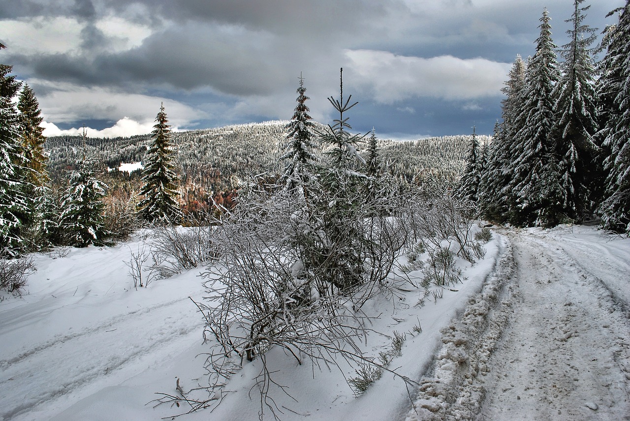 Image - winter way forest mountains