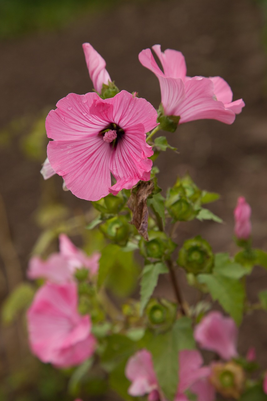 Image - lavatera flower pink summer dacha