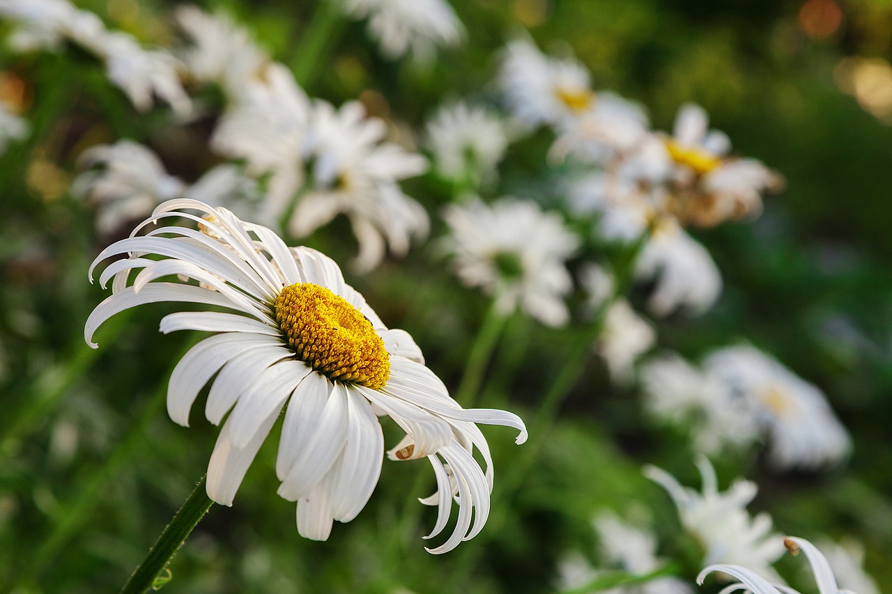 Image - daisy summer postcard closeup