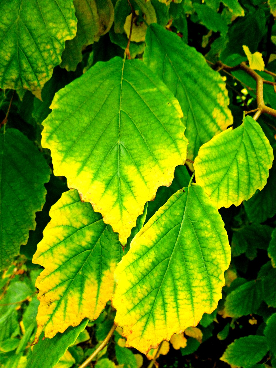 Image - leaves fall leaves autumn tree