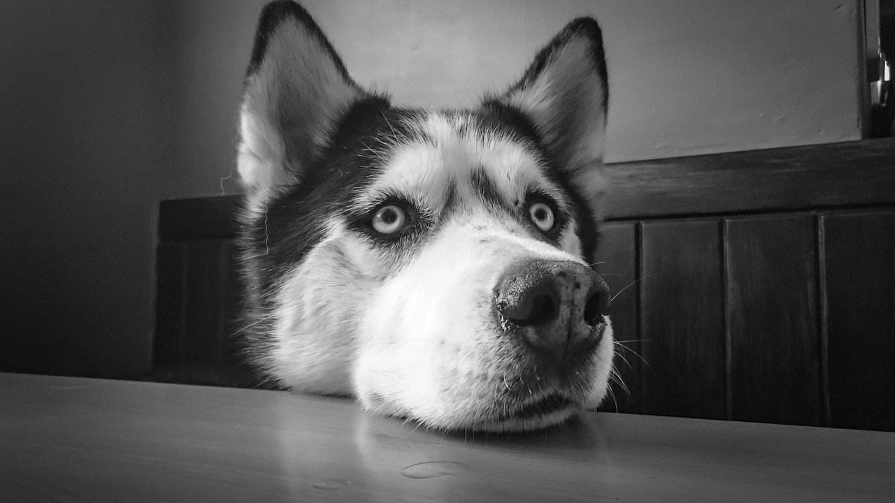 Image - siberian husky husky dog