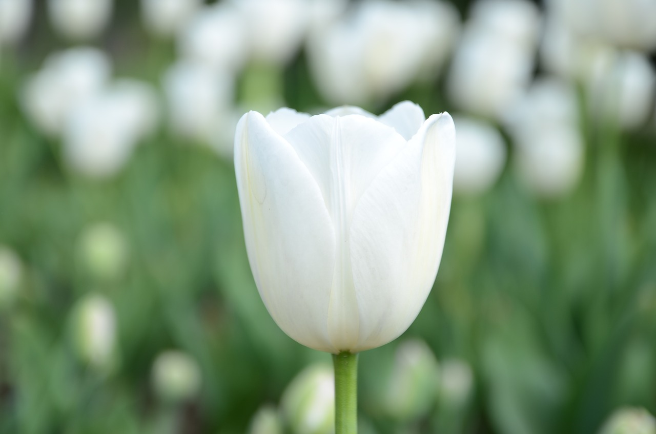 Image - white flower tulip sea of flowers