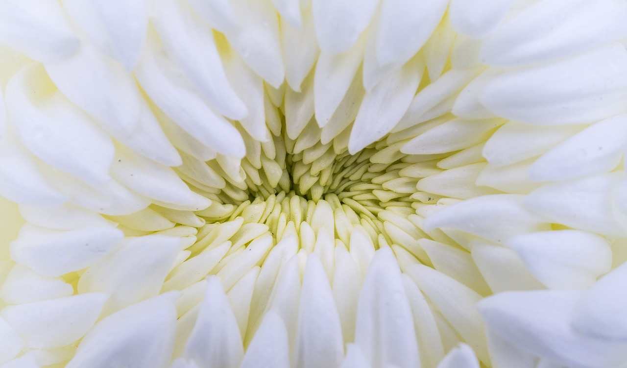 Image - flowers nature plants chrysanthemum