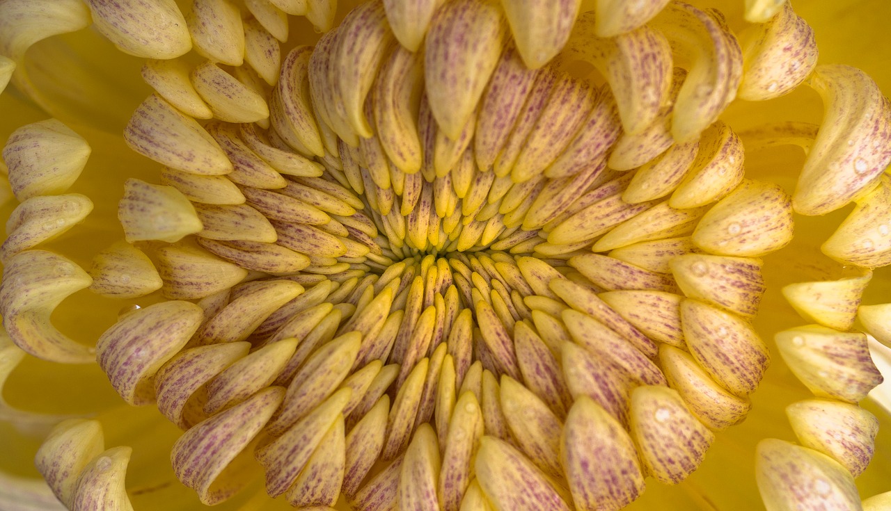 Image - flowers nature plants autumn