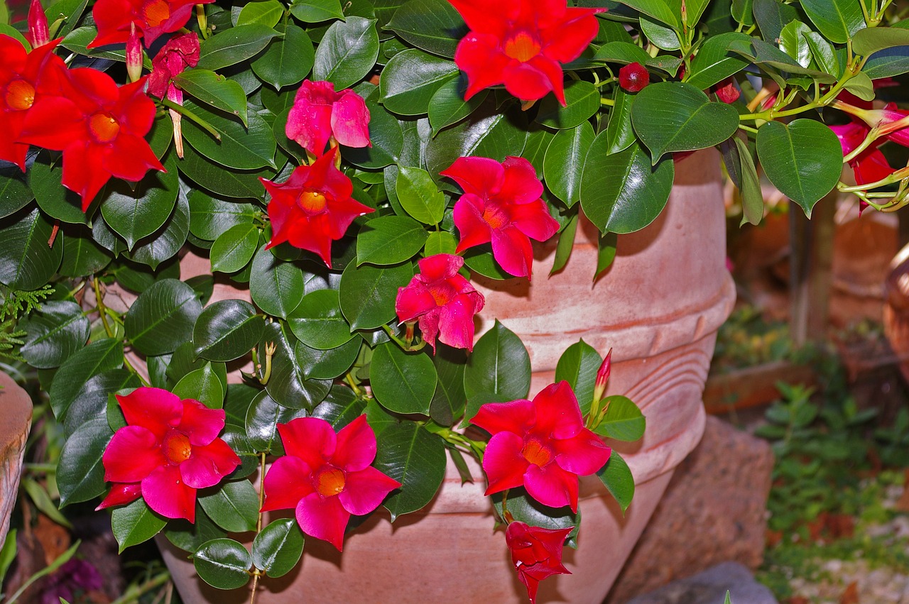 Image - mandevilla dipladenia crop