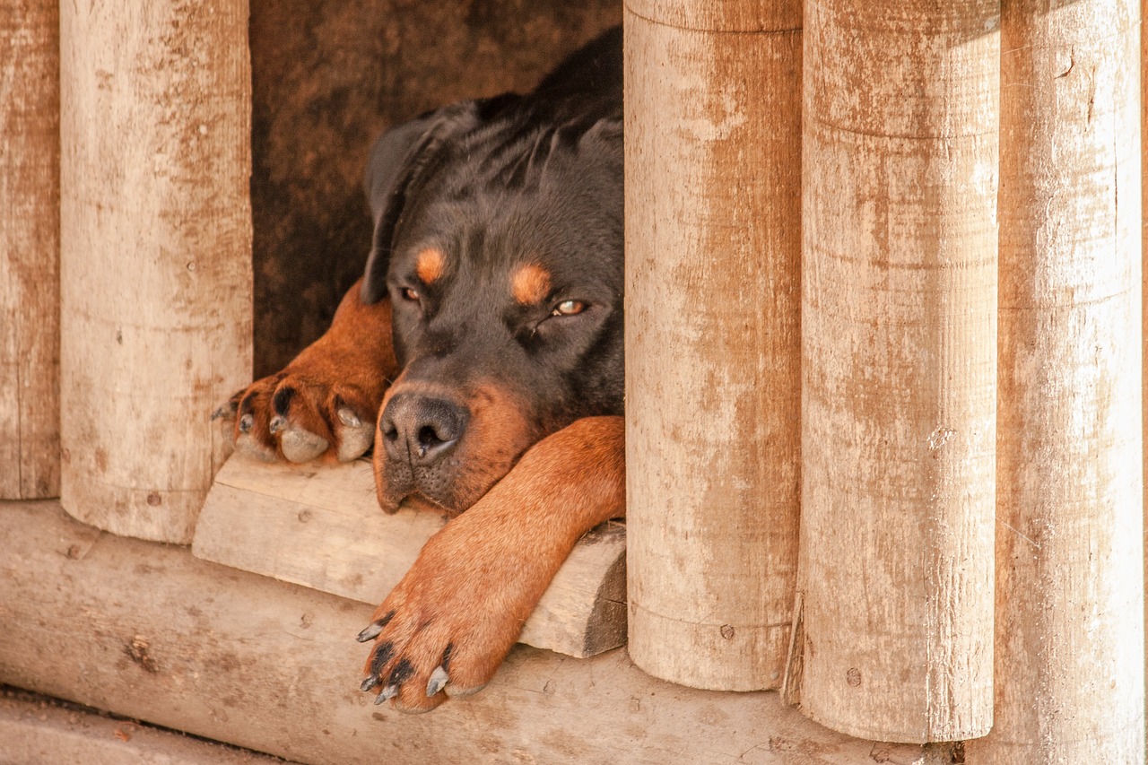 Image - rottweiler dog sleep dog house sad