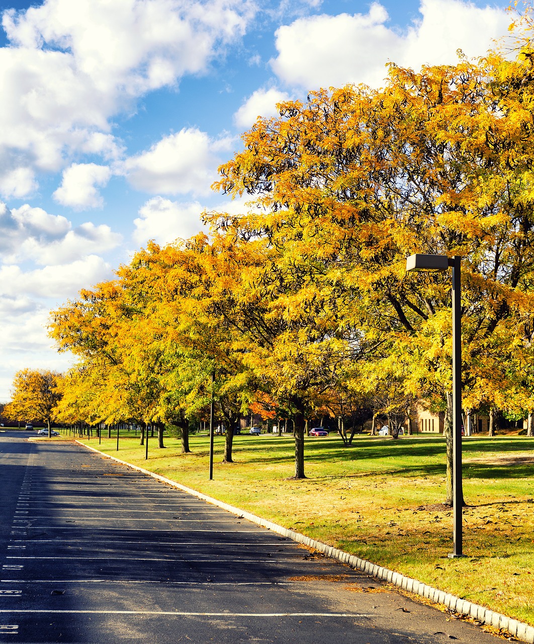 Image - fall foliage autumn yellow nature