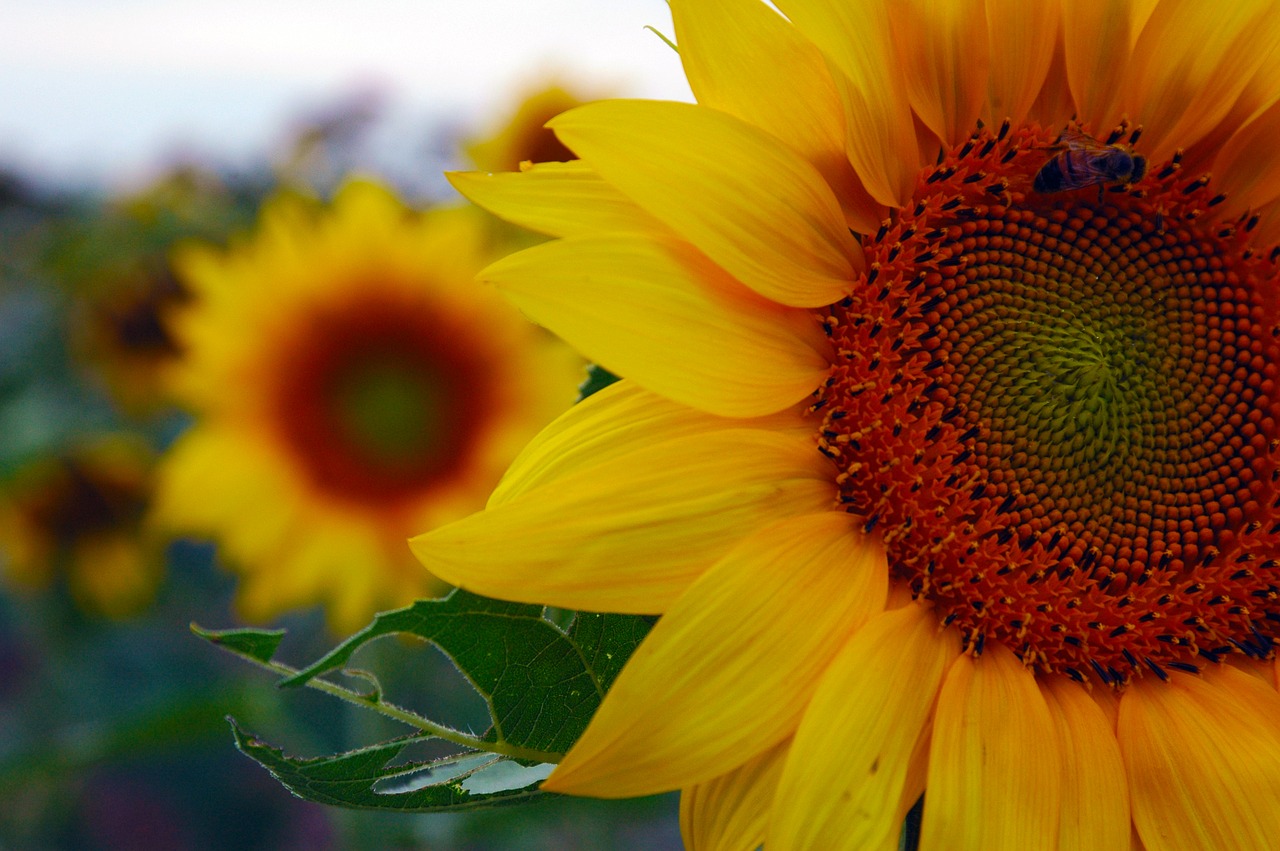 Image - sunflower nature beauty peace