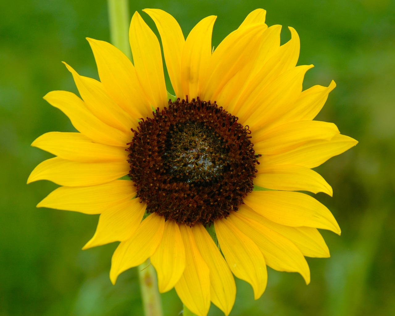 Image - sunflower nature green yellow