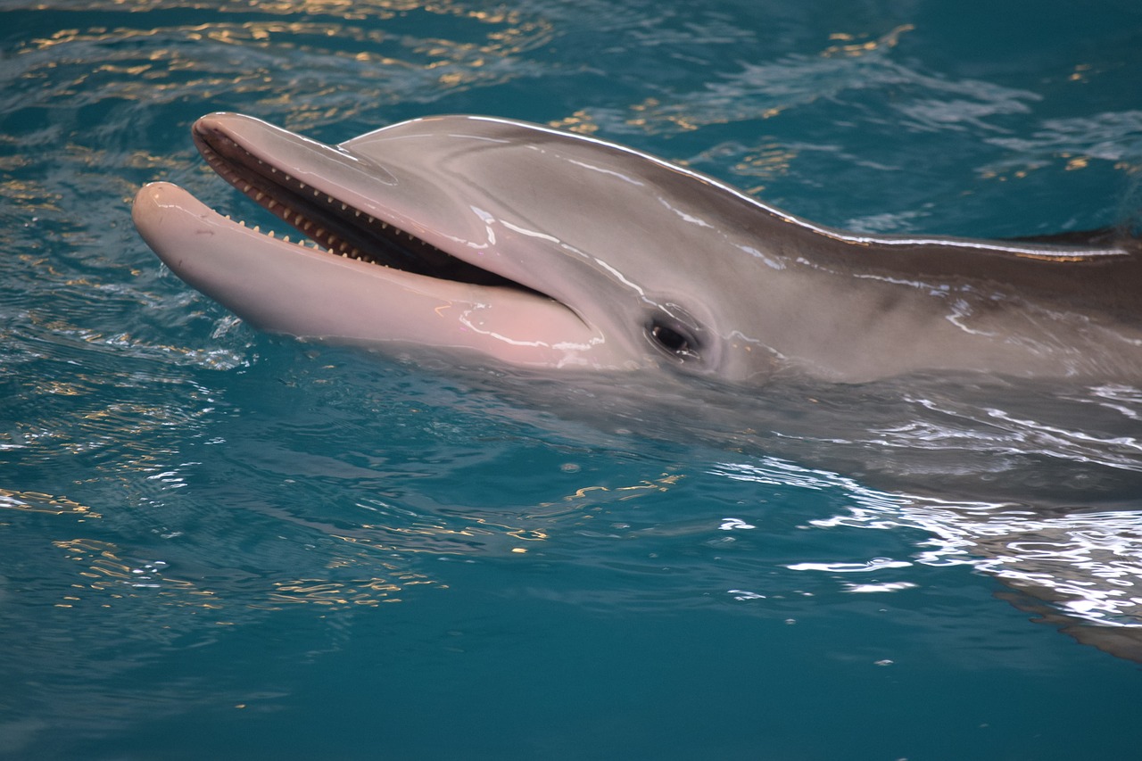 Image - dolphin mammals intelligent sea