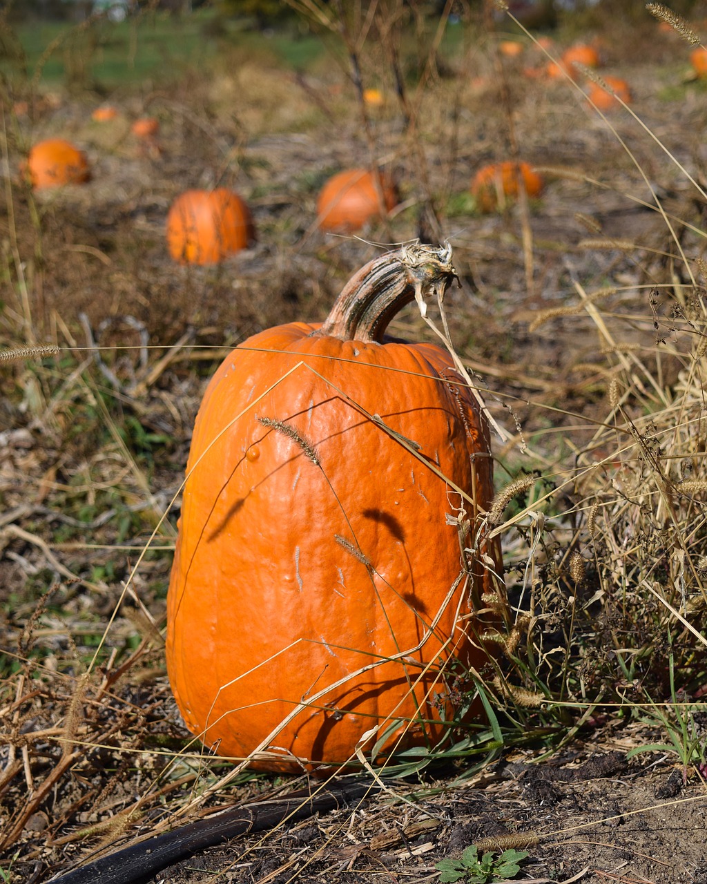 Image - pumpkin pumpkin patch fall