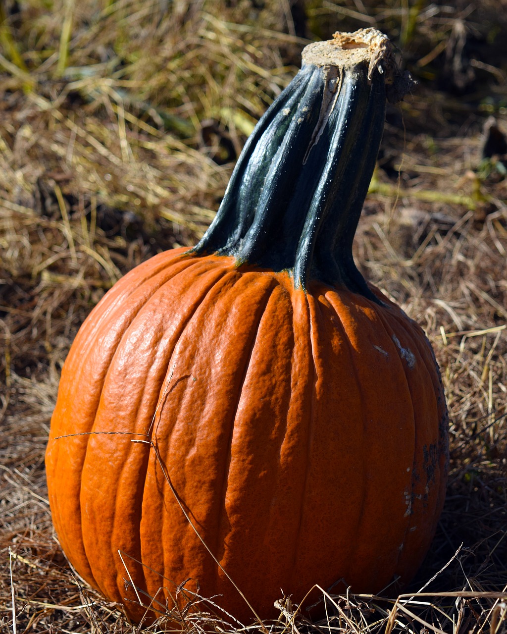 Image - pumpkin pumpkin patch orange autumn