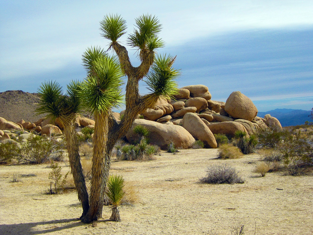 Image - joshua tree tree park