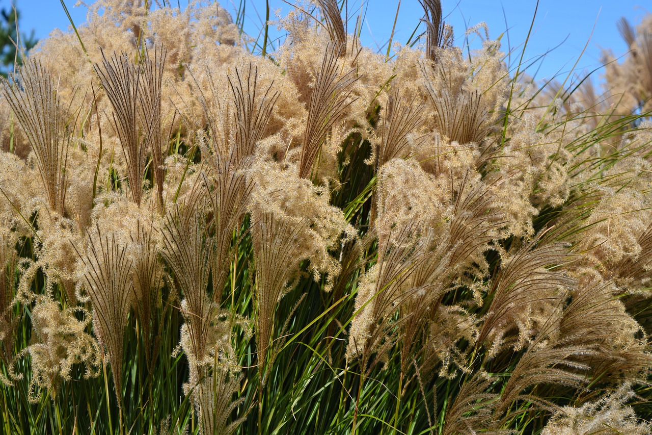 Image - grass weeds outdoor tall grass