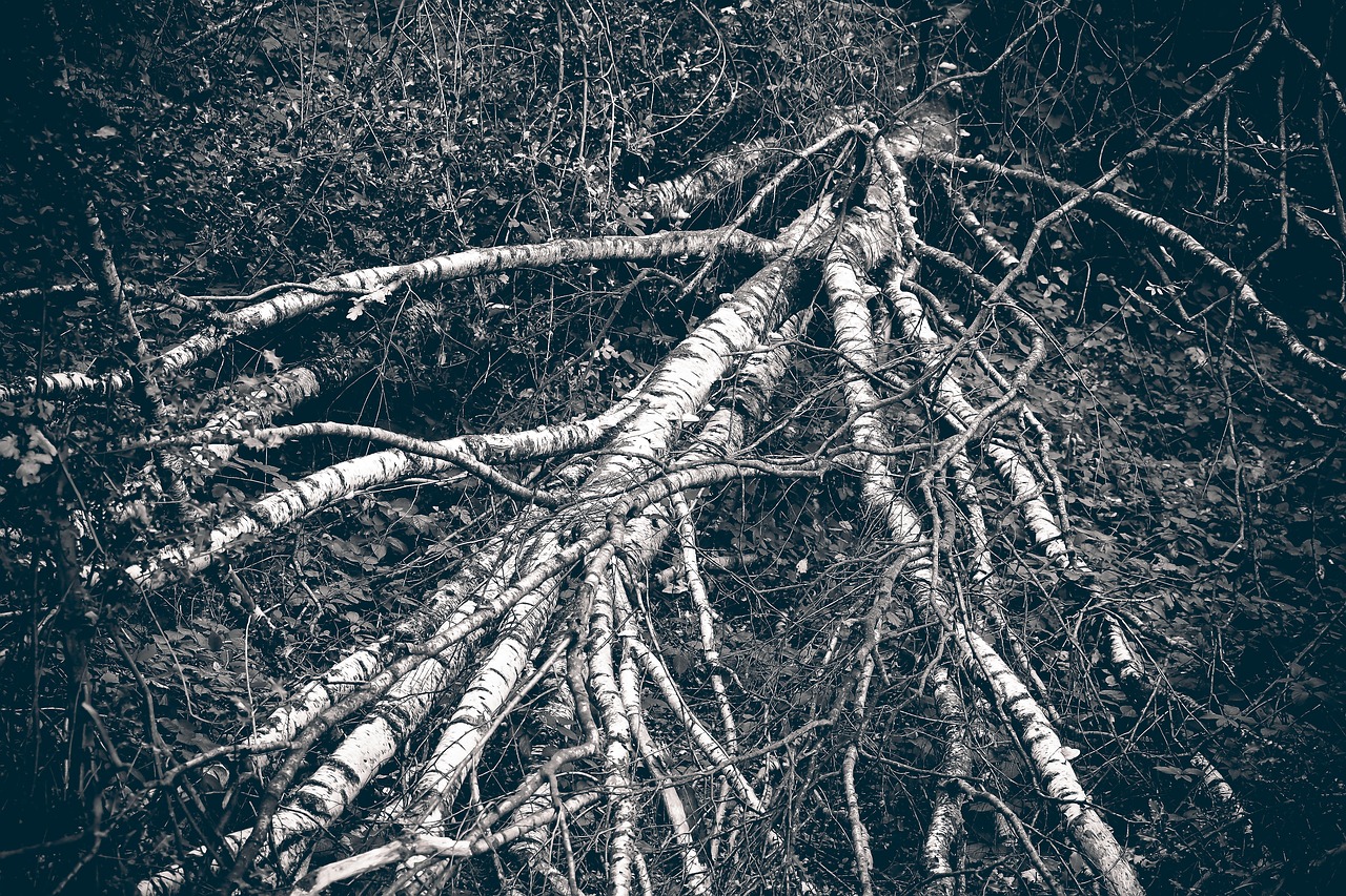 Image - forest trees nature landscape