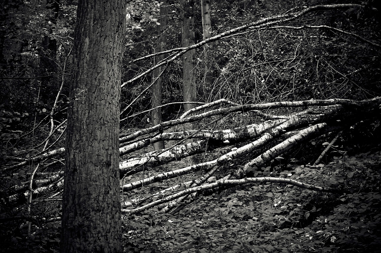 Image - forest trees nature landscape