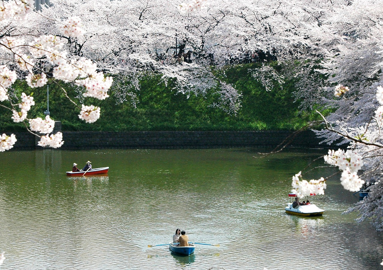 Image - chidori is the cherry blossoms
