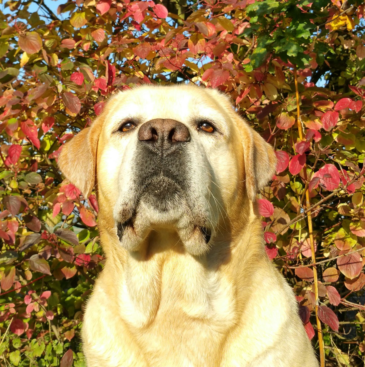 Image - labrador autumn labrador seriously