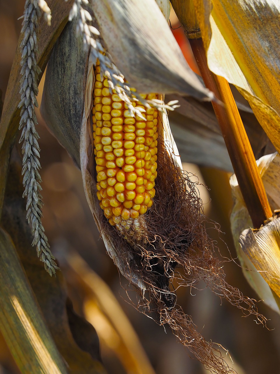 Image - corn agriculture cereals nature