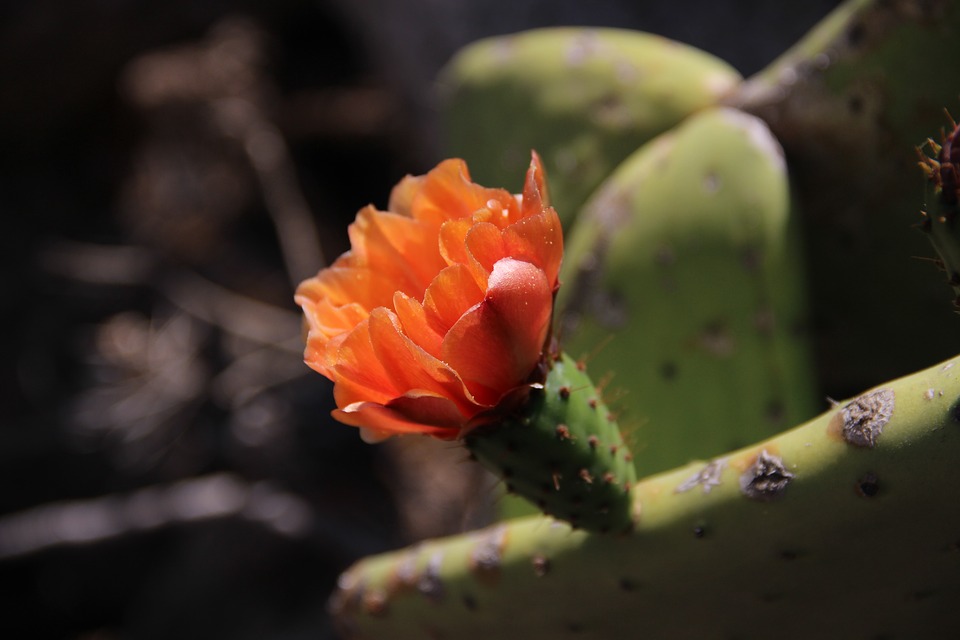 Image - cactus blossom bloom cactus flowers