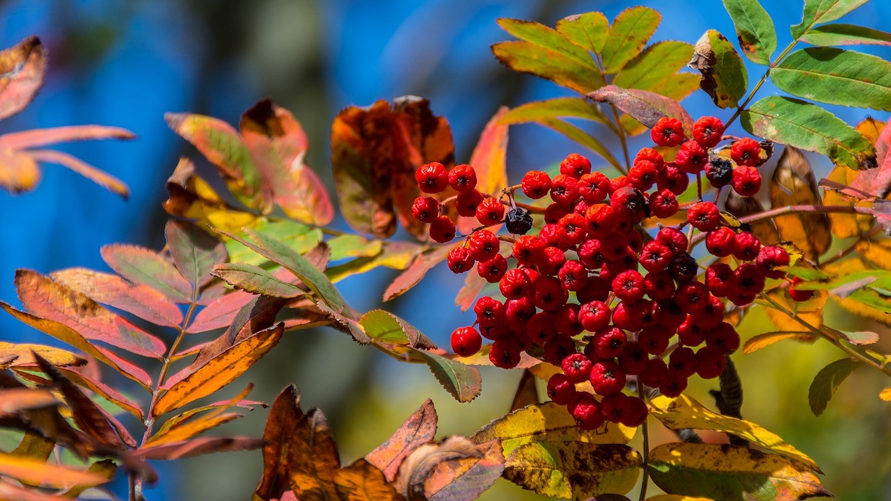 Image - nature decline autumn leaf berry