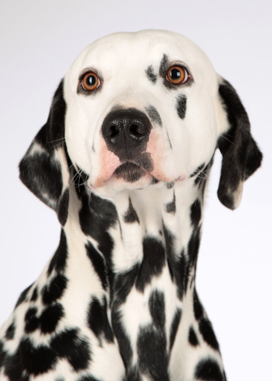 Image - dog dalmatians animal portrait