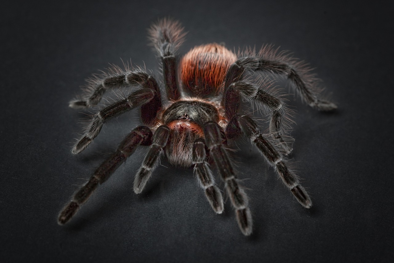 Image - spider tarantula arachnophobia