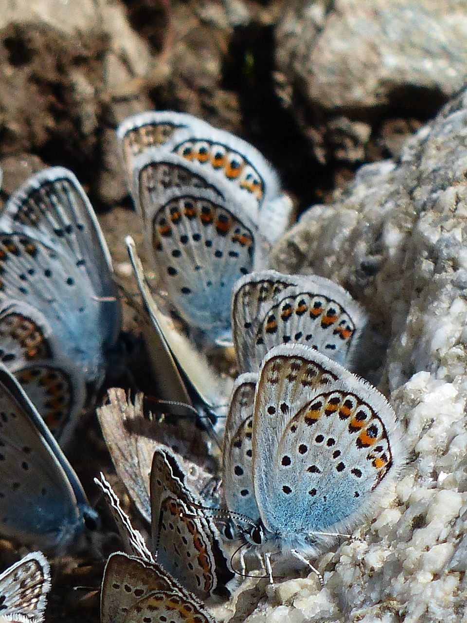 Image - butterflies restharrow s blue