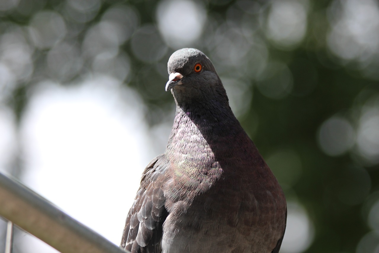 Image - rock pigeon dove columba livia bird