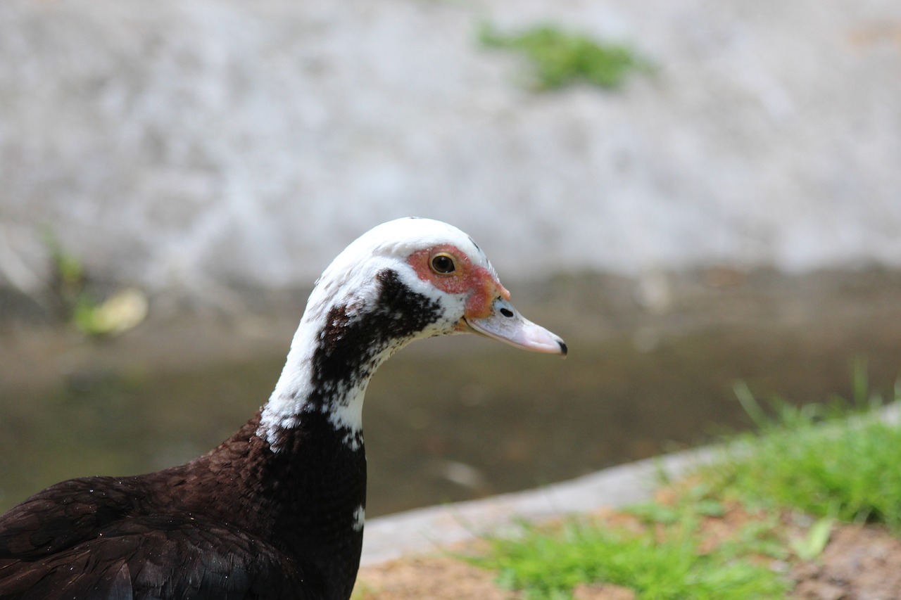 Image - muscovy duck indoutka