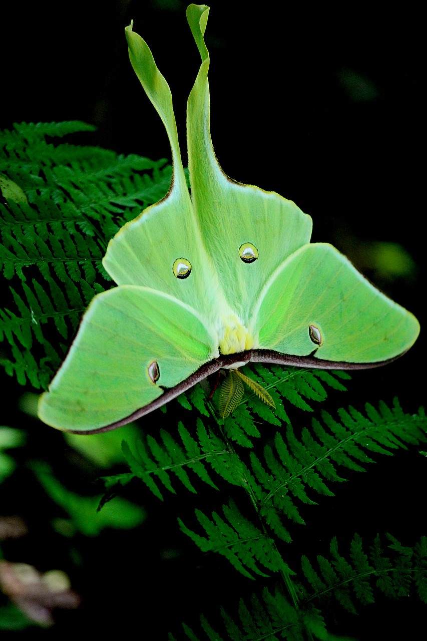 Image - moth green nat nature butterfly