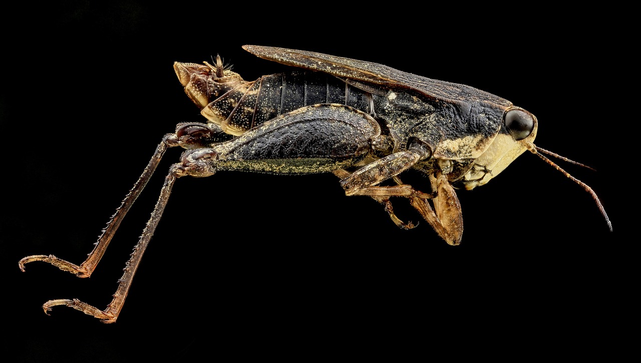 Image - pygmy grasshopper bug insect