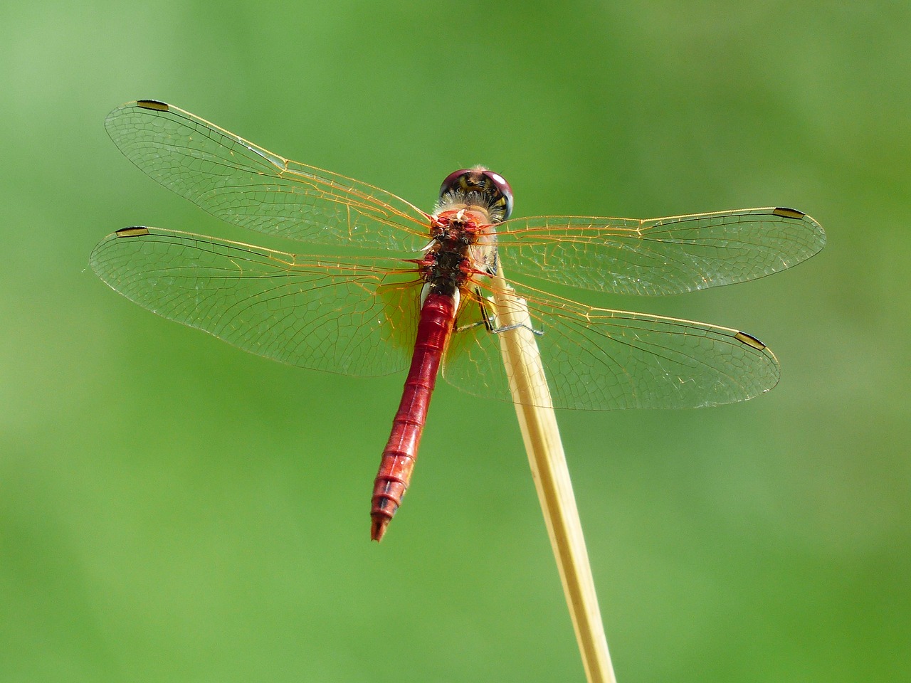 Image - dragonfly red animal insect